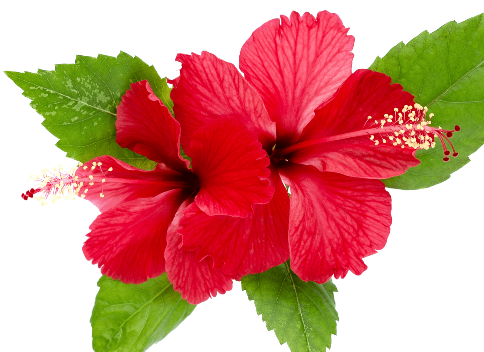 Hibiscus Sabdariffa
